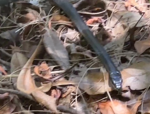 Common Tree Snake sighting