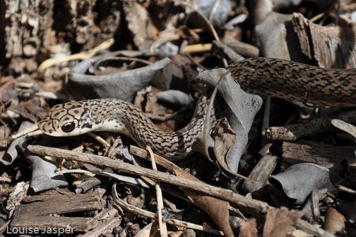 Reticulated Hognose Snake