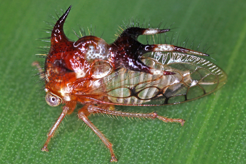 Membracidae image