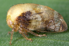 Image of Vanduzea segmentata