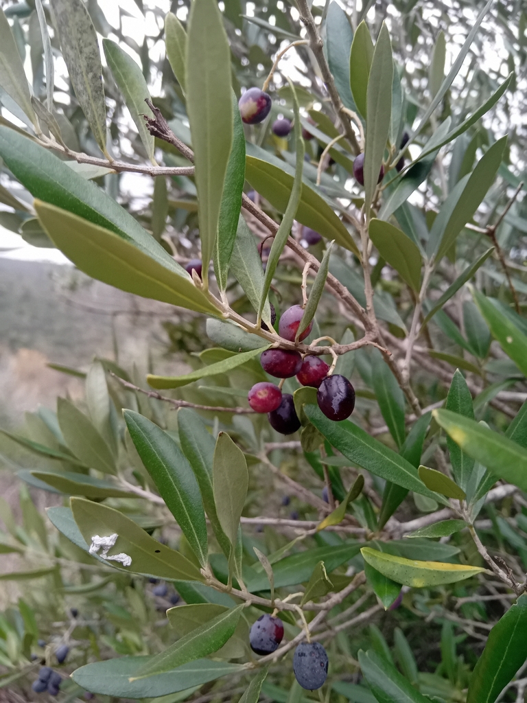 Olea europaea