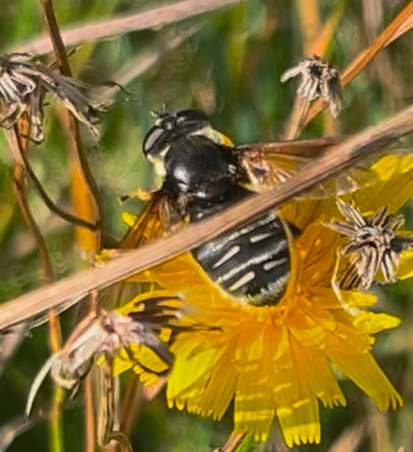Unknown species found near University Dr, Augusta, ME, US
