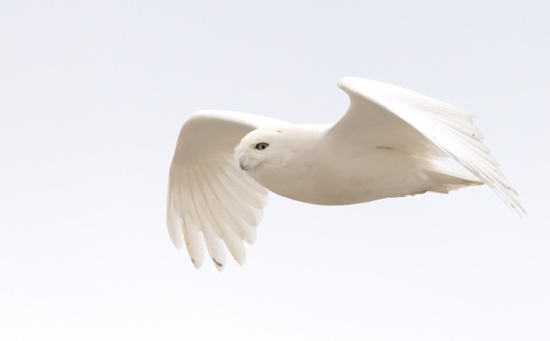 Snowy Owl