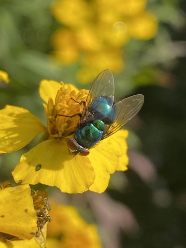 Unknown species found near Holly Grove Dr, Fort Worth, TX, US