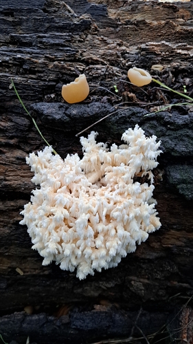 Coral tooth fungus