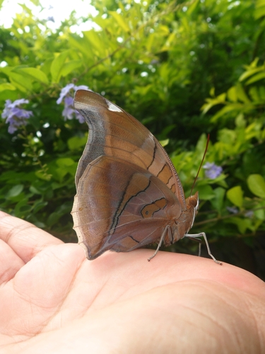 Orion Cecropian