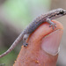 Geckolepis - Photo (c) louisedjasper, todos los derechos reservados