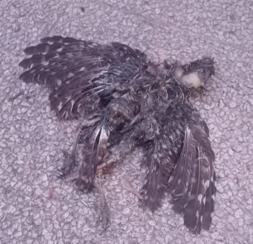 View observation of {o.common_name} on iNaturalist