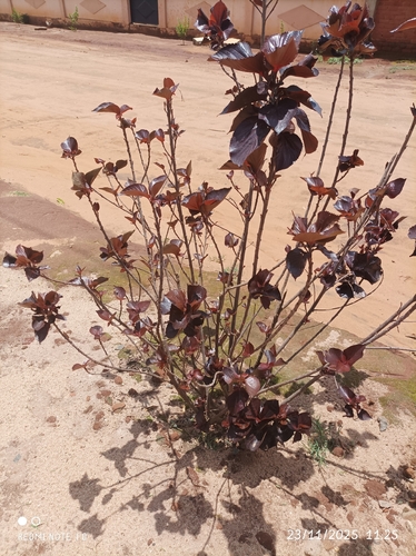 Copperleaf