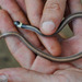 Light-banded Dwarf Snake - Photo (c) louisedjasper, all rights reserved