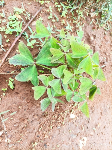 Garden pink-sorrel