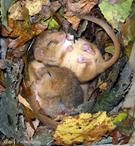Hazel Dormouse
