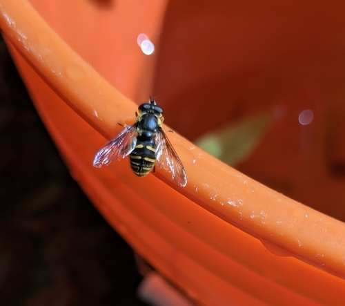Unknown species found near Havre De Grace, MD 21078, USA