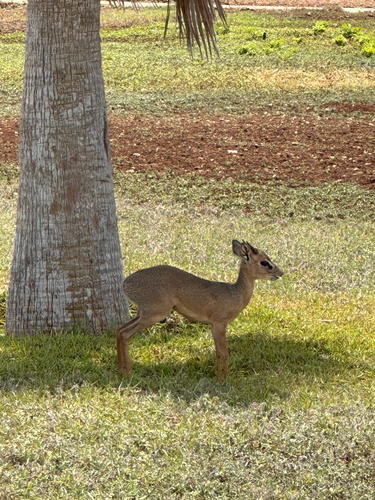 Kirk's Dik-dik