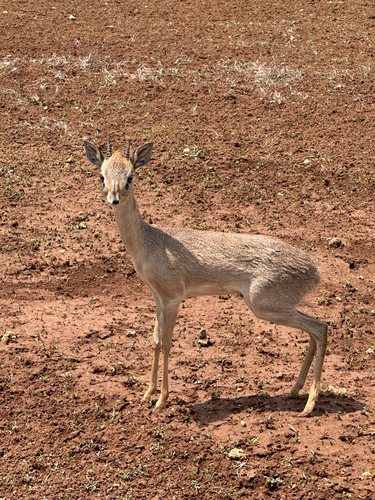 Silver Dik-dik
