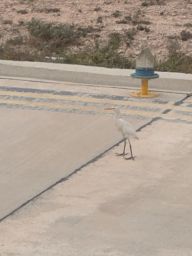 Western Cattle-Egret