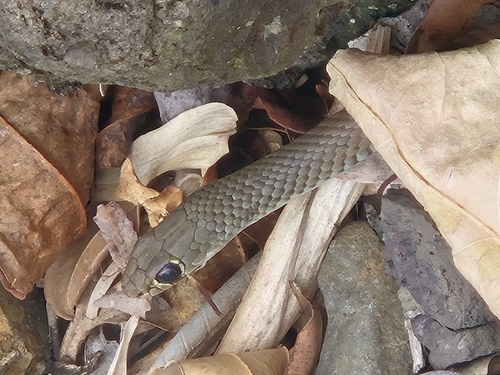 Yellow-faced Whipsnake sighting