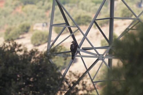 Avistamiento Águila perdicera o águila azor perdicera