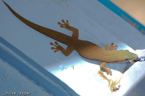 Morondava Day Gecko