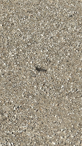 Texas Point-head Grasshopper