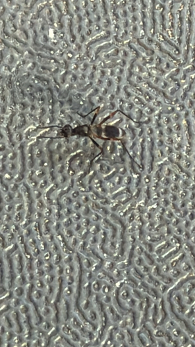 Unknown species found near Joe May Rd, Denham Springs, LA, US