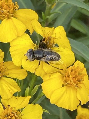 Unknown species found near Holly Grove Dr, Fort Worth, TX, US