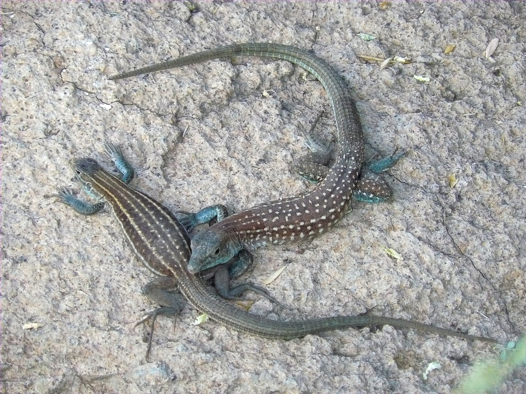 Whiptail Shell Northern Whiptails from Pima County, AZ, USA on July 4, 2009 at 09:14 ...