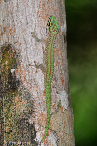 Abbott's Day Gecko
