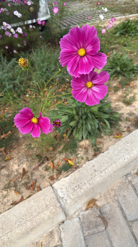 garden cosmos