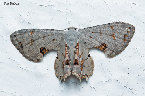 Oroplema