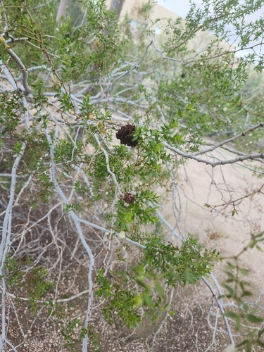 Unknown species found near Van Buren St & 53rd St, Phoenix, AZ 85008, USA