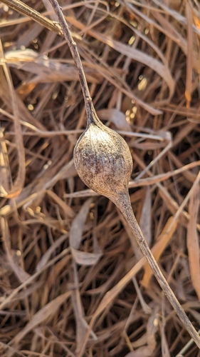Unknown species found near Discovery WMA