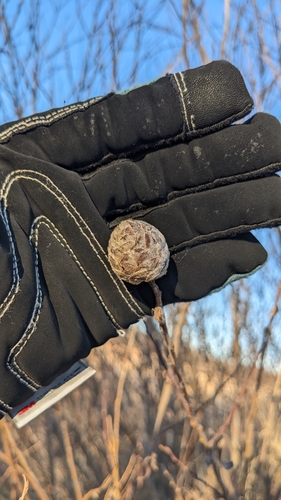 Unknown species found near Discovery WMA