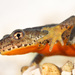 Alpine Newt - Photo (c) Fero Bednar, all rights reserved