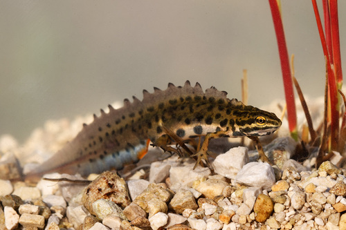 Lissotriton vulgaris