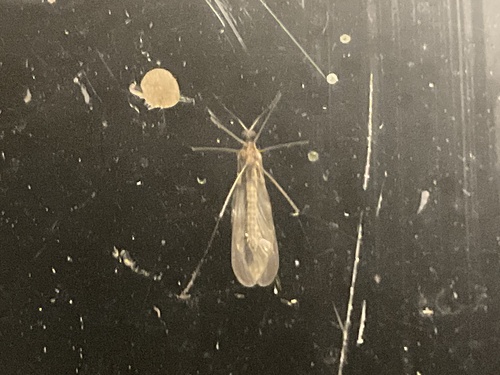 Unknown species found near Carefree Ln, Wesley Hills, NY, US