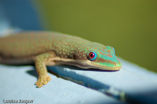 Morondava Day Gecko