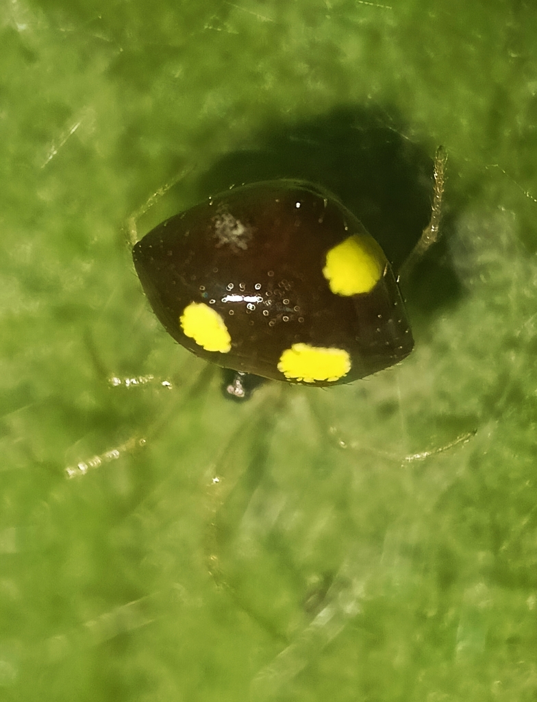 Teedha Insect Theridula from Bhubaneswar, Odisha, India on November 6, 2025 at 02:32 ...