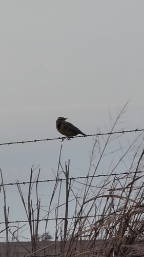 Eastern Meadowlark