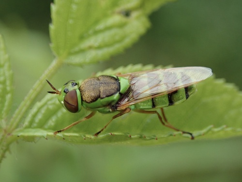 Odontomyia cincta Olivier, 1811