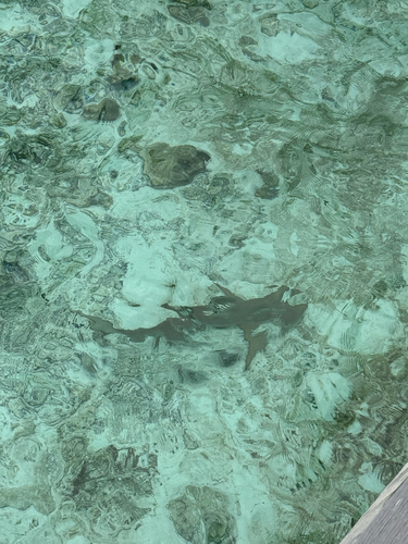 Carcharhinus melanopterus