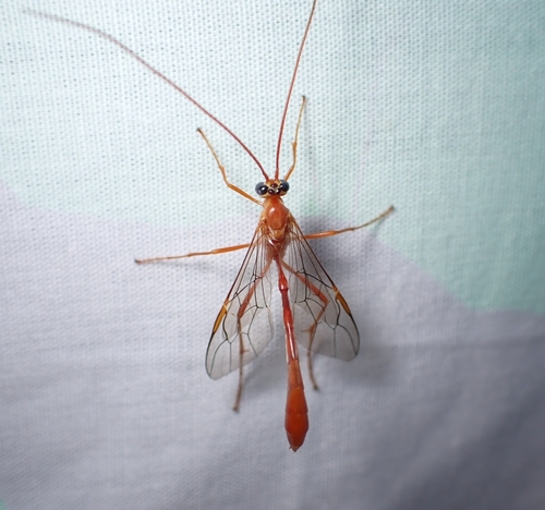 Enicospilus coarctatus