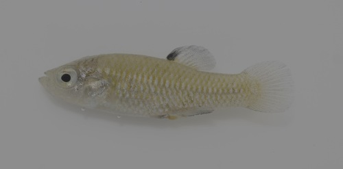 Cuatro Cienegas Killifish