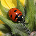 Transverse Lady Beetle - Photo (c) Alison Kondler, all rights reserved, uploaded by Alison Kondler