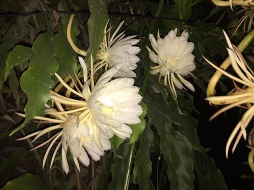 Damas de Noche (género Epiphyllum) · iNaturalist Ecuador