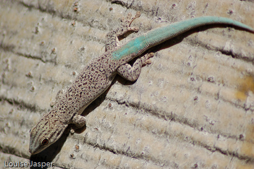 Thick Tail Gecko