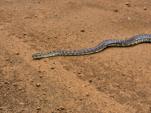 Southwestern Carpet Python sighting