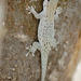 Short-headed Day Gecko - Photo (c) louisedjasper, all rights reserved