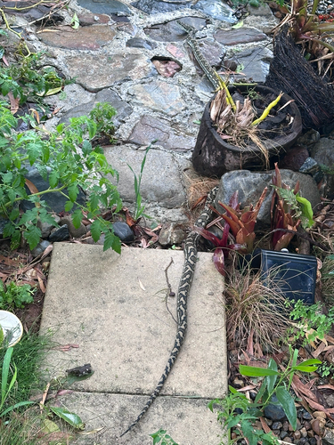 Coastal Carpet Python sighting