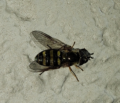 Unknown species found near Arlington, TX 76014, USA